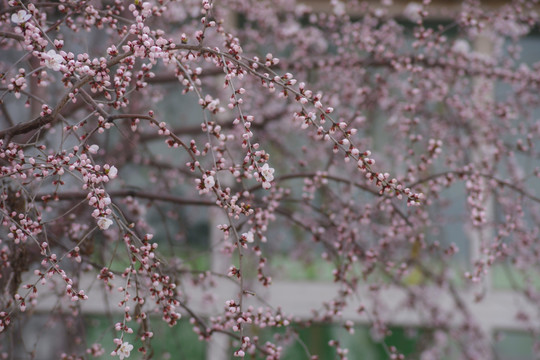 又一年桃花开