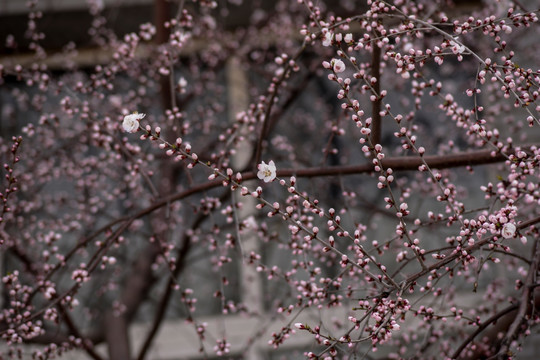 又一年桃花开