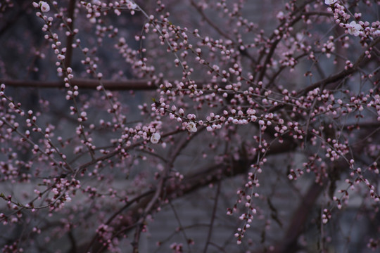 又一年桃花开