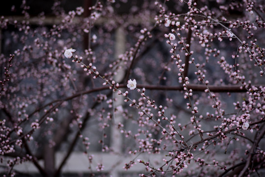 又一年桃花开