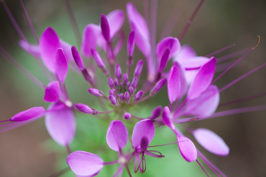 醉蝶花特写