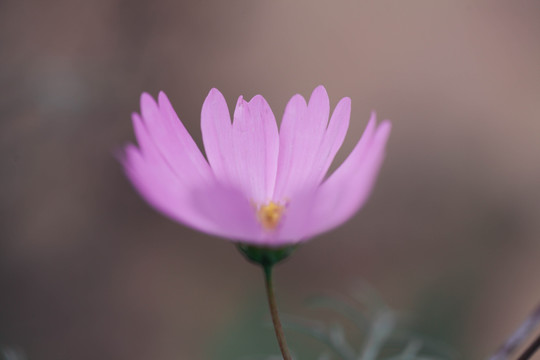 波斯菊特写