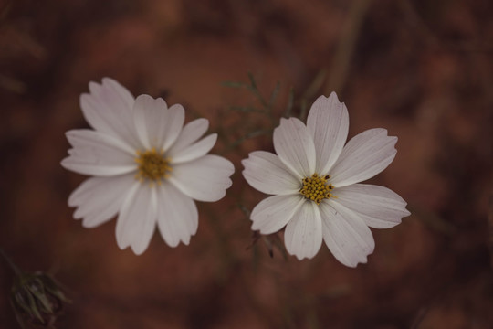 波斯菊