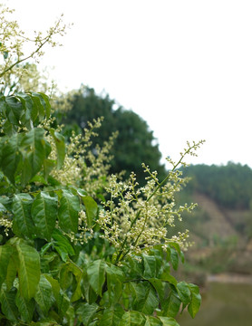 黄皮花