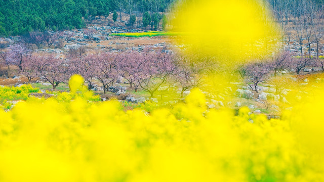 春天山野油菜花地