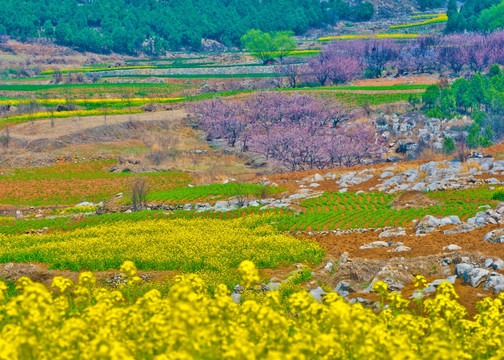 春天山野的油菜花地