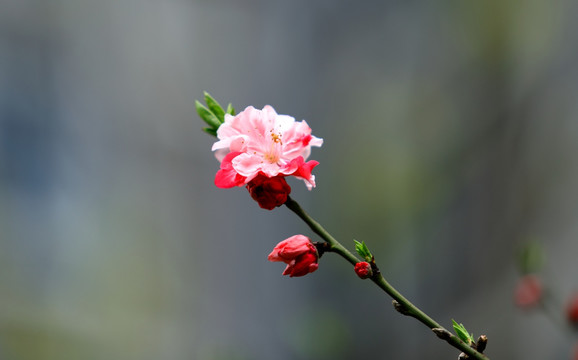 樱花高清摄影