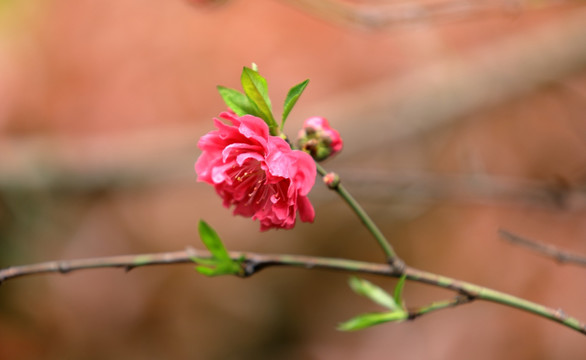 樱花高清摄影