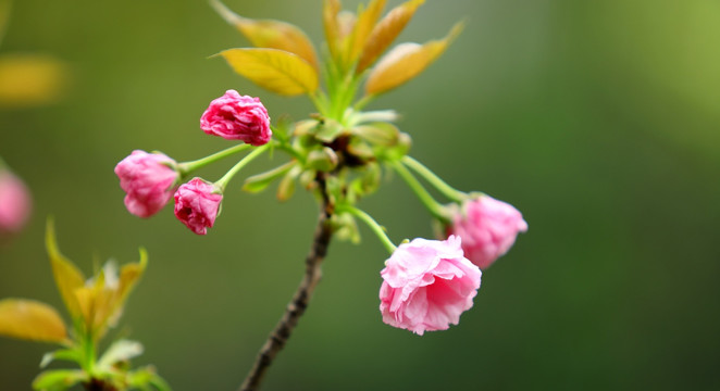 樱花高清摄影