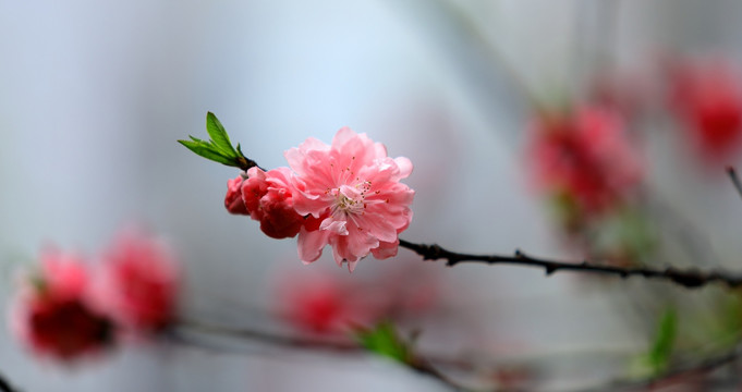 樱花高清摄影