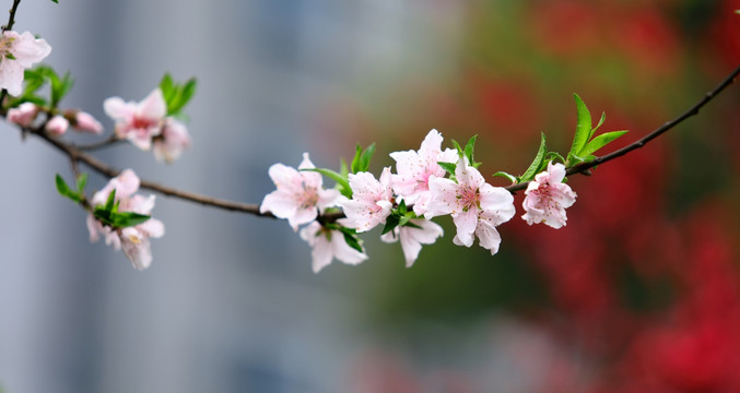 桃花高清特写