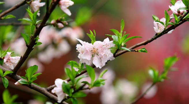 桃花高清特写