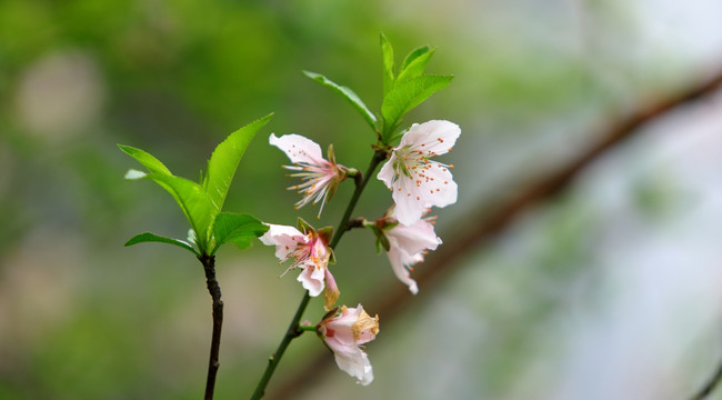 桃花高清特写