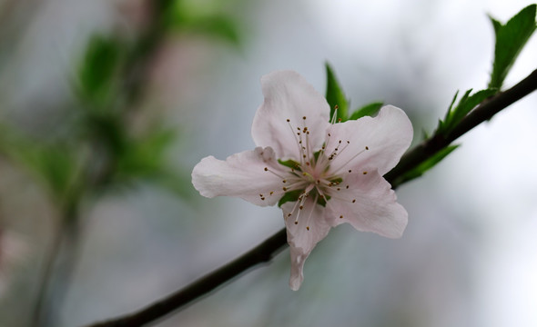 桃花高清特写