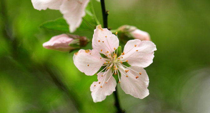 桃花高清特写