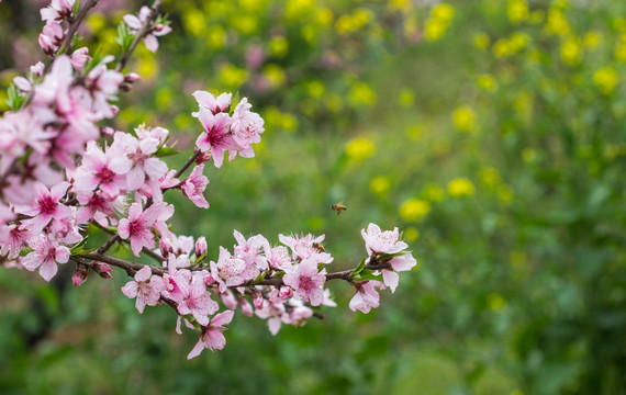 桃花 桃林