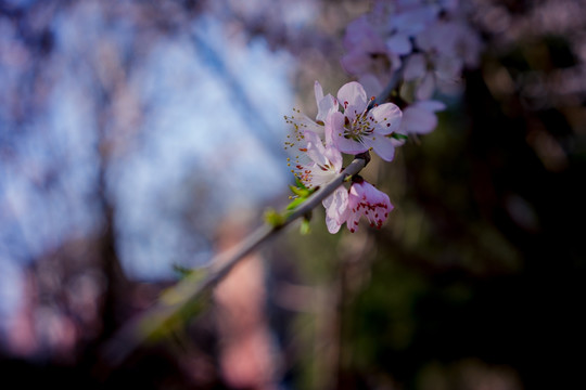 春暖花开