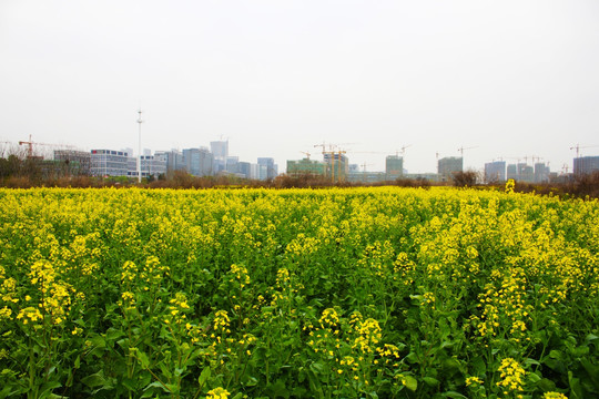 油菜花田