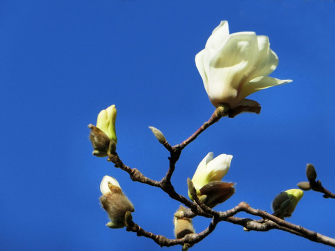 玉兰花 白玉兰 玉兰花特写