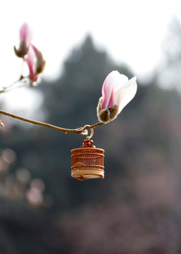 玉兰花开