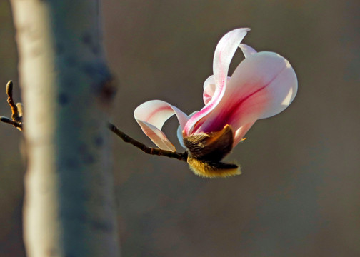 玉兰花开