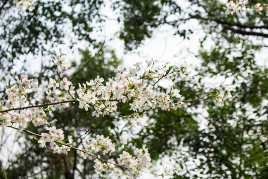 樱花 夏天