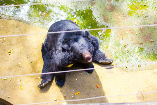 黑熊 狗熊 珍稀动物