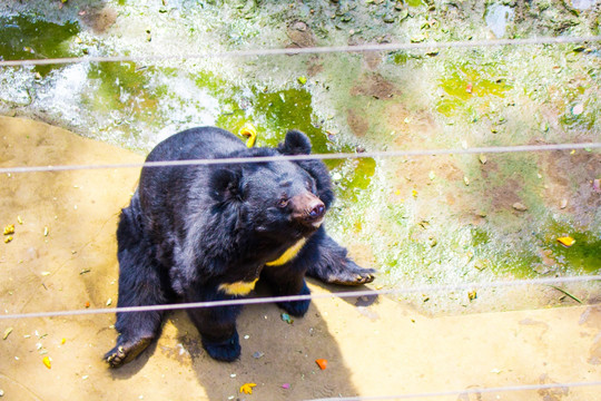黑熊 狗熊 珍稀动物