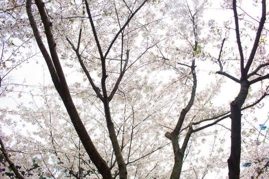 櫻花 夏天