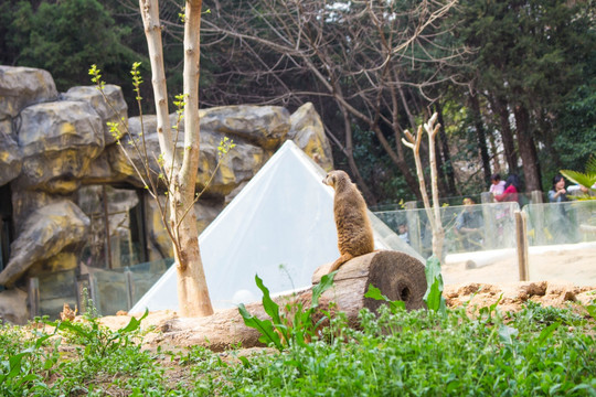狐獴 蛇獴 黃鼠狼