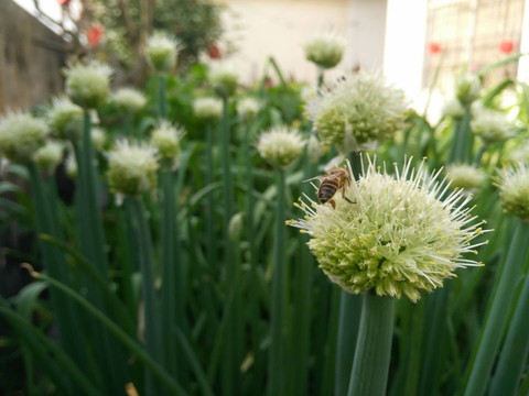 早春葱花蜜蜂