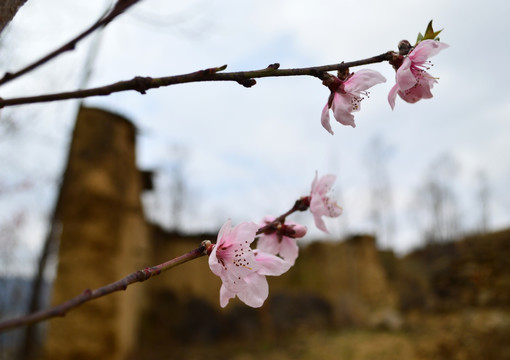 桃花 瓦房 白花 李花 春花