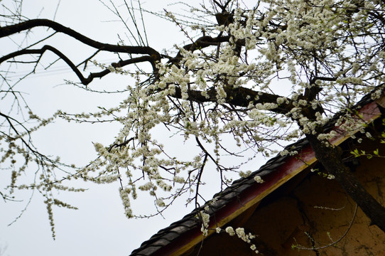 桃花 瓦房 白花 梨花 李花