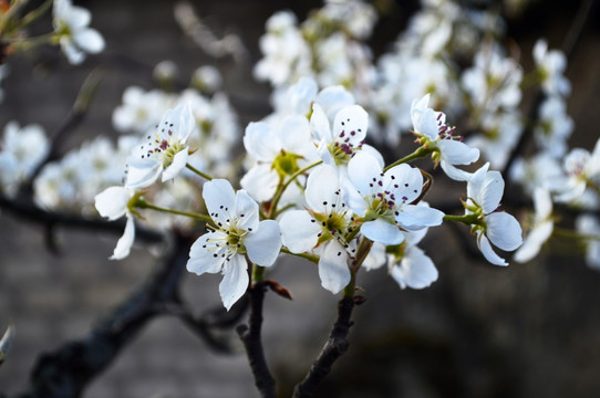 梨花 瓦房 白花 李花 春花