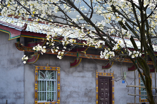 梨花 瓦房 白花 李花 春花