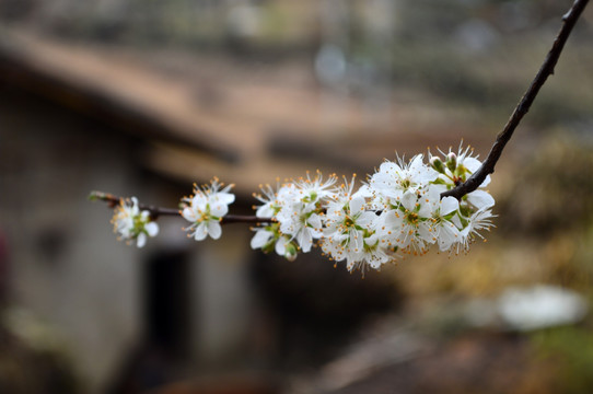 花 杏花 白花 梨花 李花