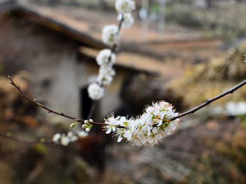 花 杏花 土墙房 瓦房 白花