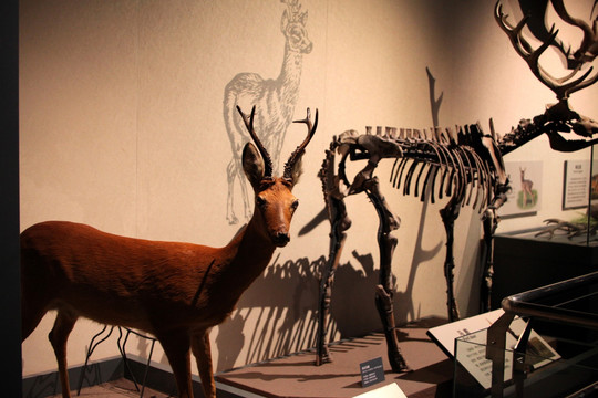 大角鹿 标本 化石 考古 文物