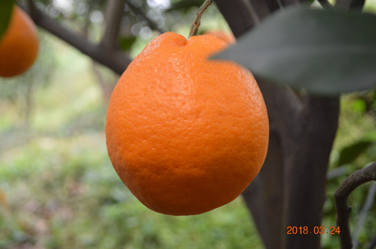 春见耙耙柑丑橘果园实拍