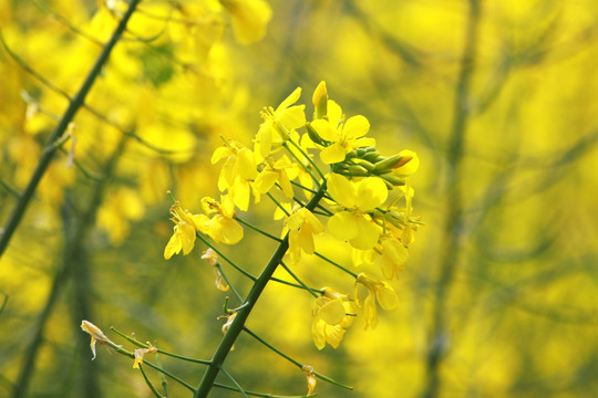 油菜花