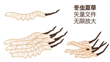 冬蟲夏草 名貴藥材 中藥 補品