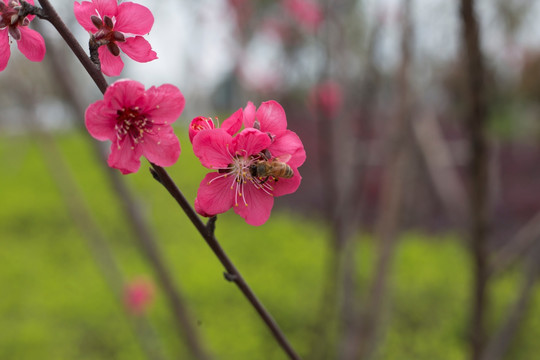 蜜蜂采蜜