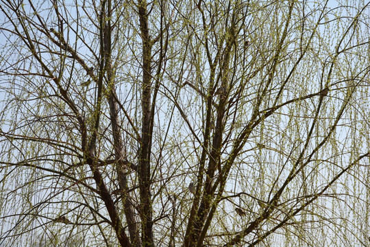 初春的柳树