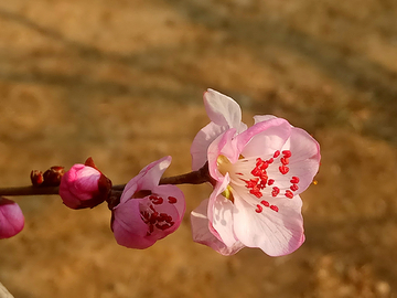 山桃花