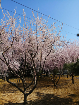 山桃花