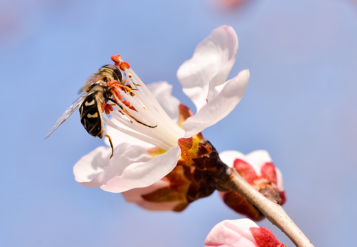 微拍 蜜蜂采蜜