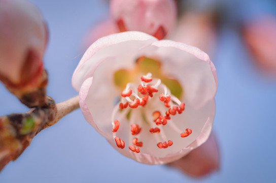 桃花裙底