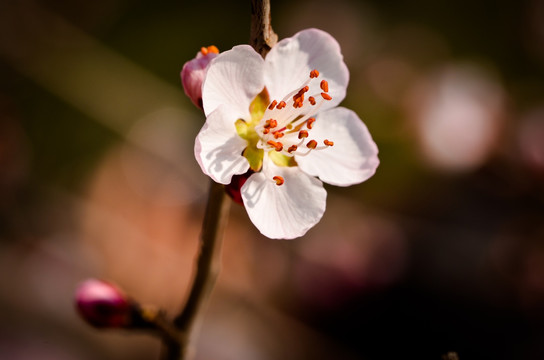 桃花