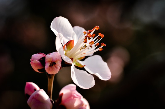 一枝桃花