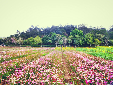 花田